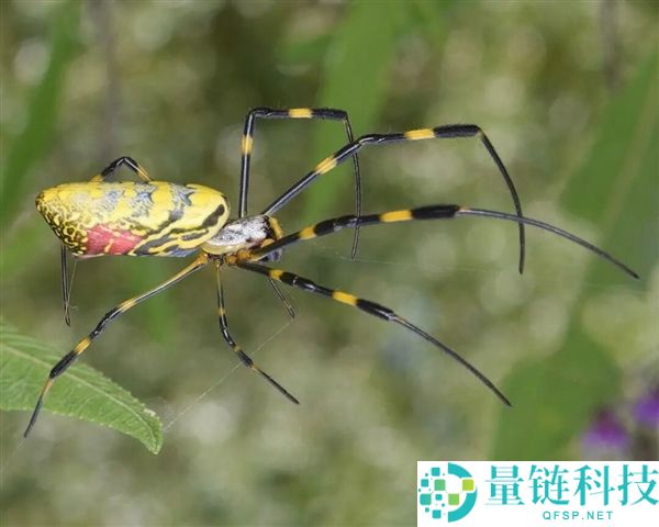 云南男人生吃“花蜘蛛”：独特滋味竟如蟹黄，野外美食惊艳揭秘