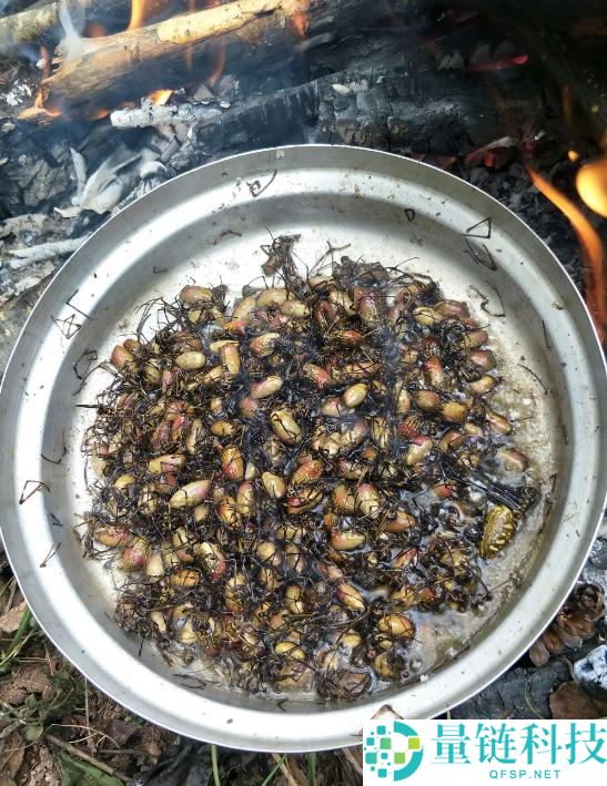 云南男人生吃“花蜘蛛”：独特滋味竟如蟹黄，野外美食惊艳揭秘