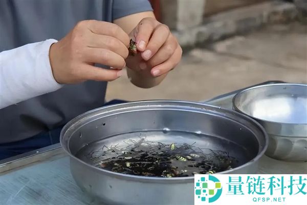 云南男人生吃“花蜘蛛”：独特滋味竟如蟹黄，野外美食惊艳揭秘
