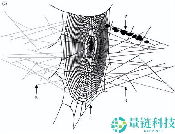 云南男人生吃“花蜘蛛”：独特滋味竟如蟹黄，野外美食惊艳揭秘