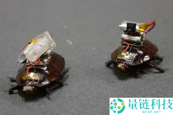 科学家将甲由改造成护士，背负打针器寻找伤员，网友：别救我
