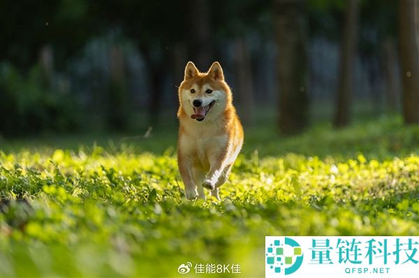 佳能发布EOS R8 Mark II：2400万像素全画幅相机首次支持机身防抖功能