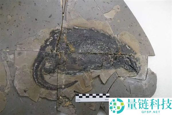 科学家发现距今1.6亿年的侏罗纪巨尾兽游泳化石