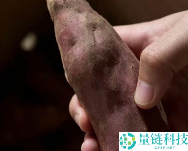 男子退款9斤蜜薯引争议：律师解析维权不能成白拿商品的借口